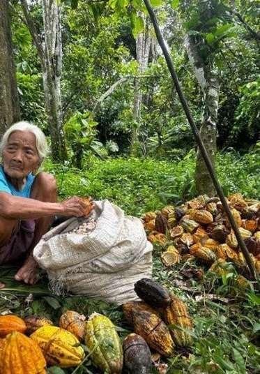 A cacao farmer opening harvested pods under the canopy