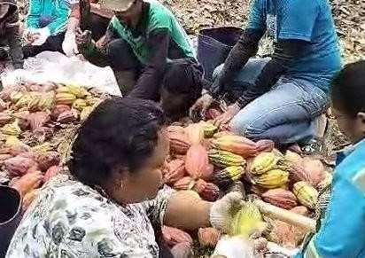 Farmers sorting freshly harvested cacao pods