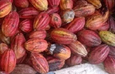 Ripe red and yellow cacao pods after harvest